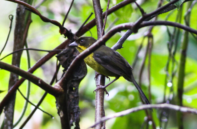 Dusky-headed Brushfinch