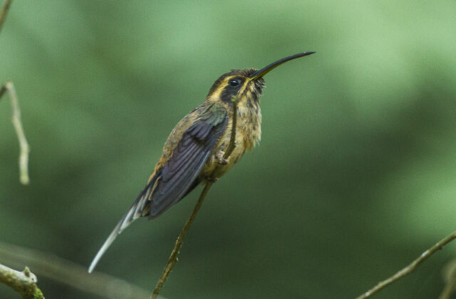 Dusky-throated Hermit
