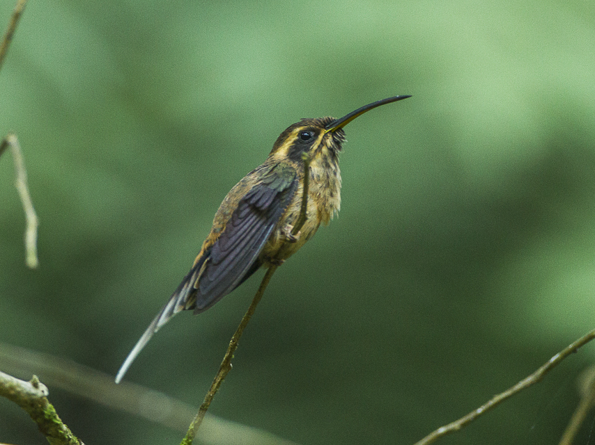 Dusky-throated Hermit