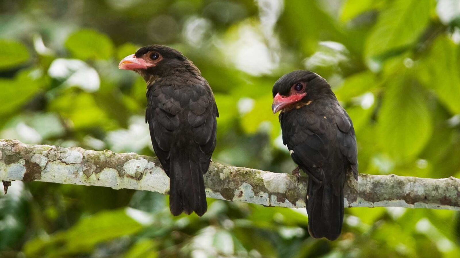 Dusky Broadbill