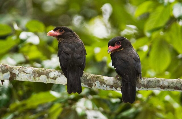 Dusky Broadbill