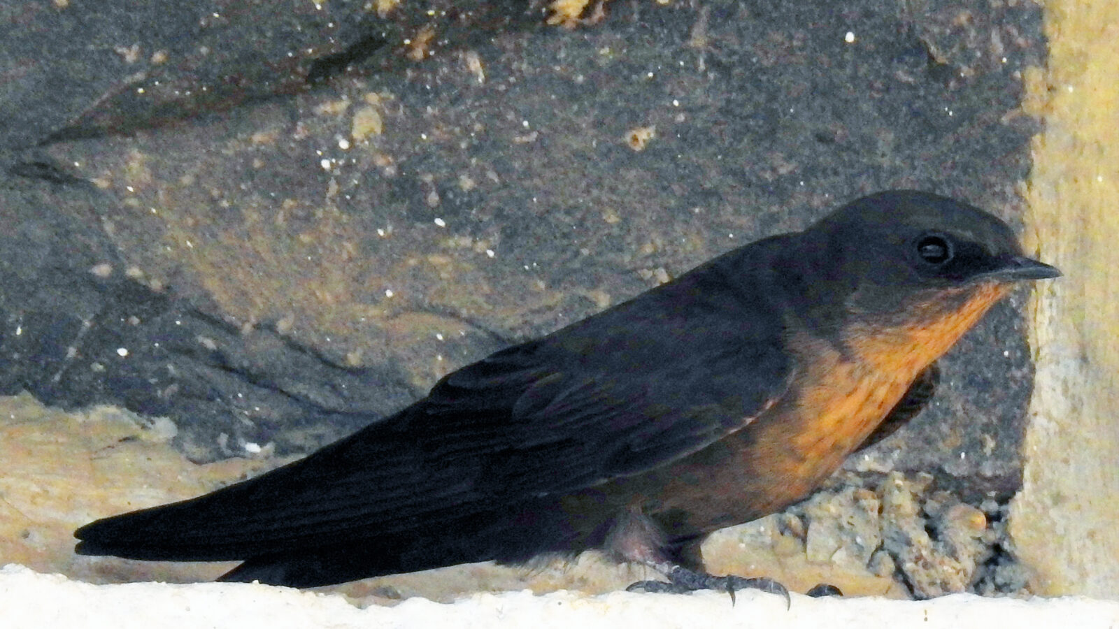 Dusky Crag Martin