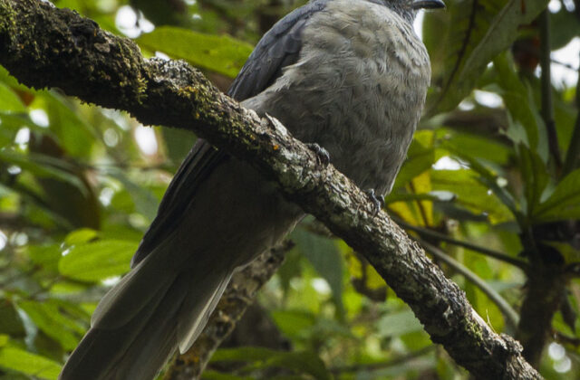 Dusky Piha