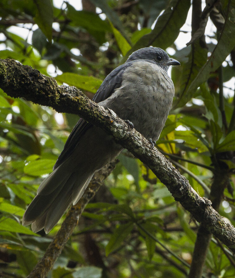Dusky Piha