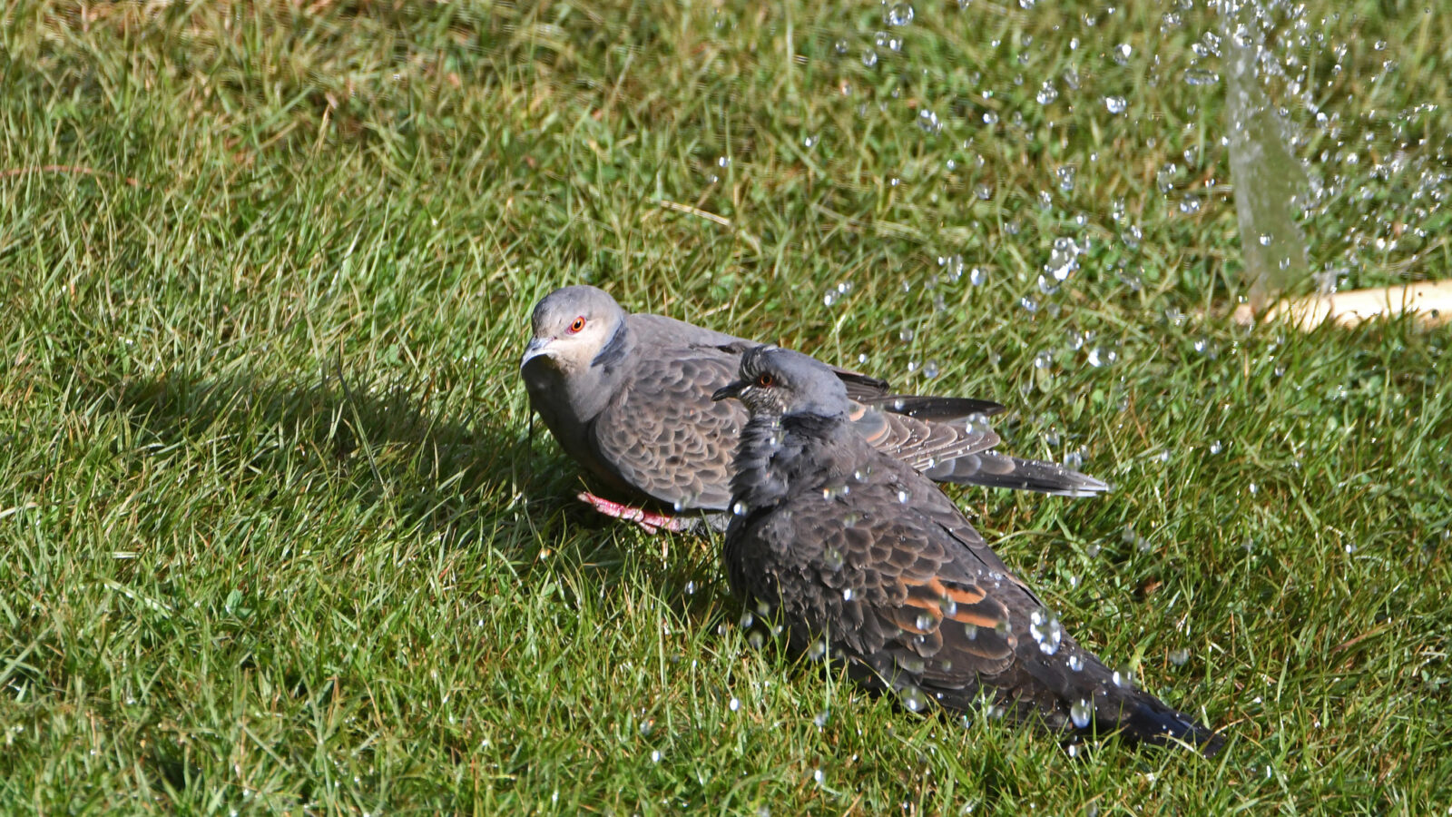 Dusky Turtle Dove