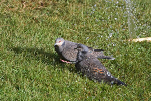 Dusky Turtle Dove