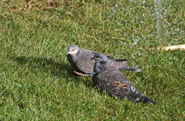 Dusky Turtle Dove