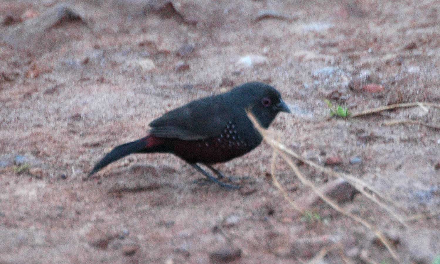 Dusky Twinspot