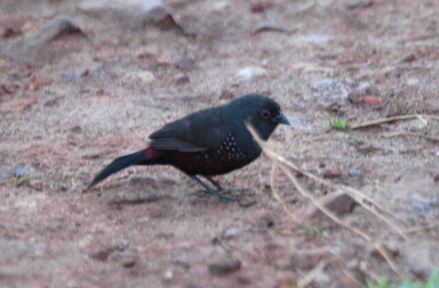 Dusky Twinspot