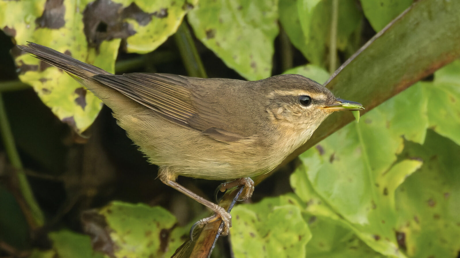 Dusky Warbler