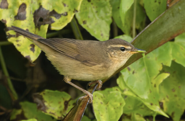 Dusky Warbler