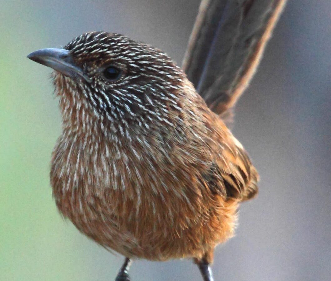 Dusky Grasswren