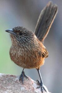 Dusky Grasswren
