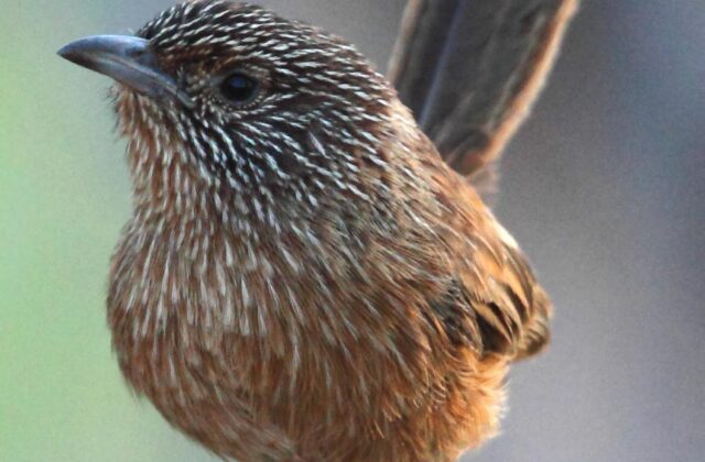 Dusky Grasswren