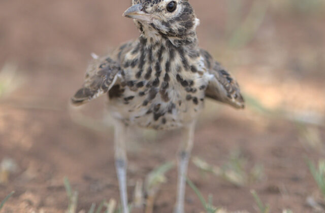 Dusky Lark