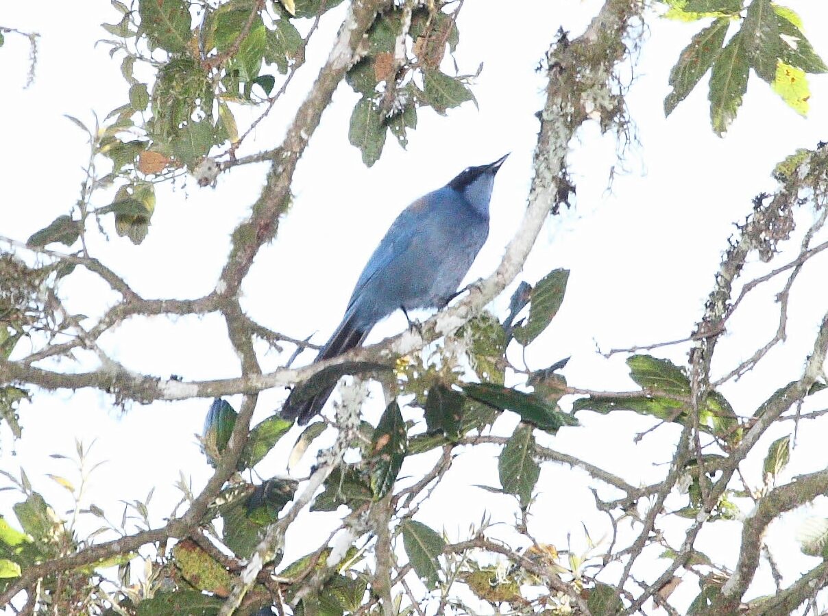 Dwarf Jay