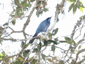 Dwarf Jay