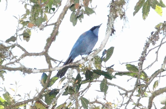 Dwarf Jay