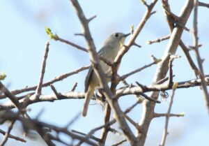 Dwarf Vireo