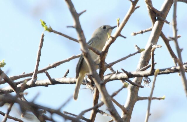 Dwarf Vireo