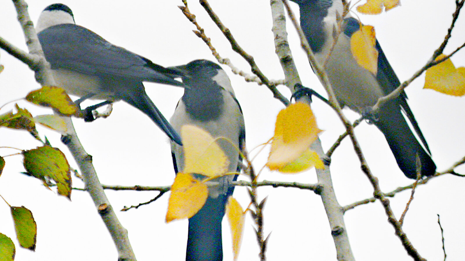 Daurian Jackdaw