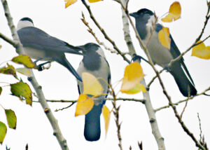 Daurian Jackdaw