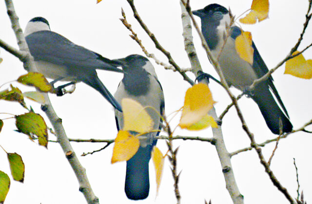Daurian Jackdaw