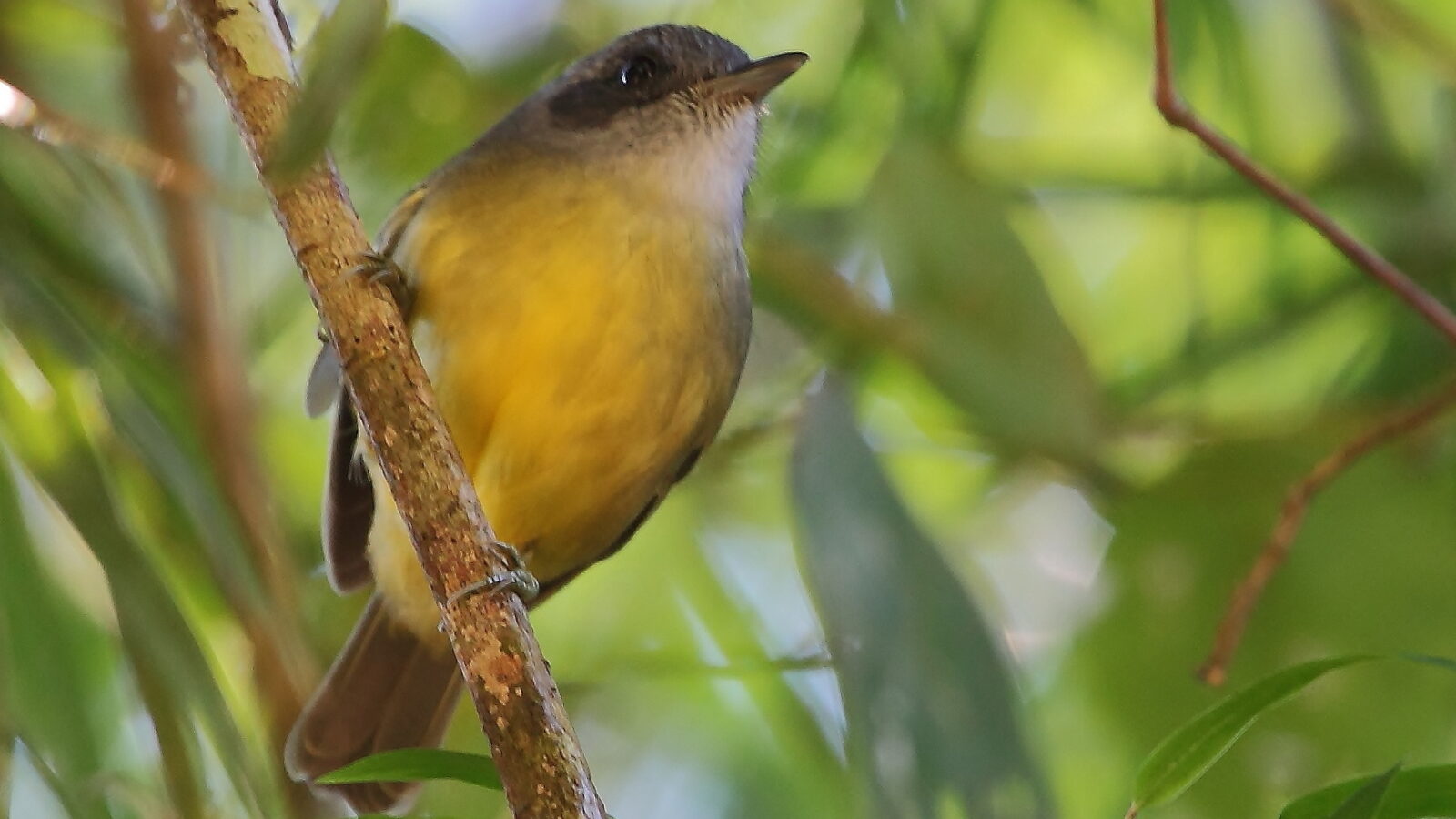 Plain Antvireo