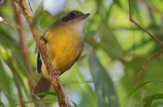 Plain Antvireo