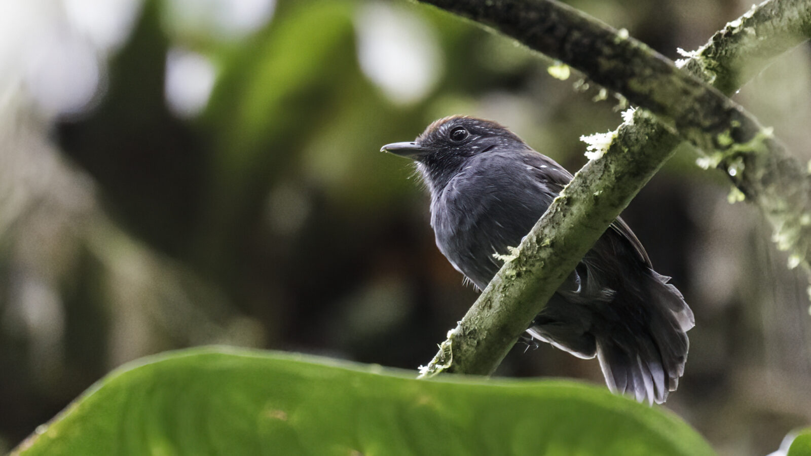 Bicolored Antvireo