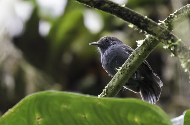 Bicolored Antvireo
