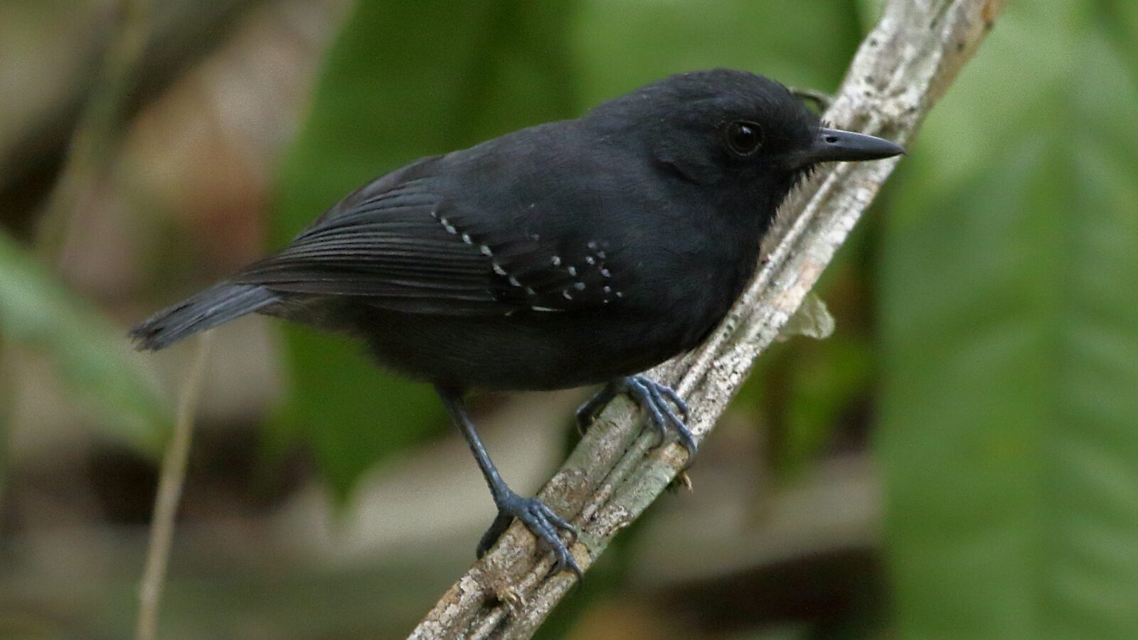 Plumbeous Antvireo