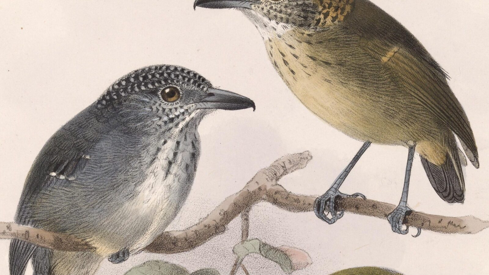 Spot-crowned Antvireo