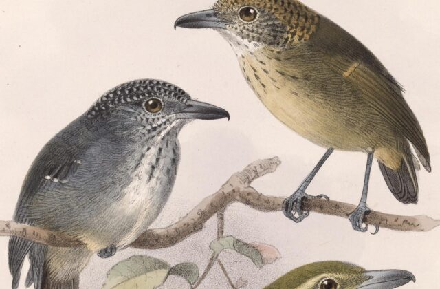 Spot-crowned Antvireo