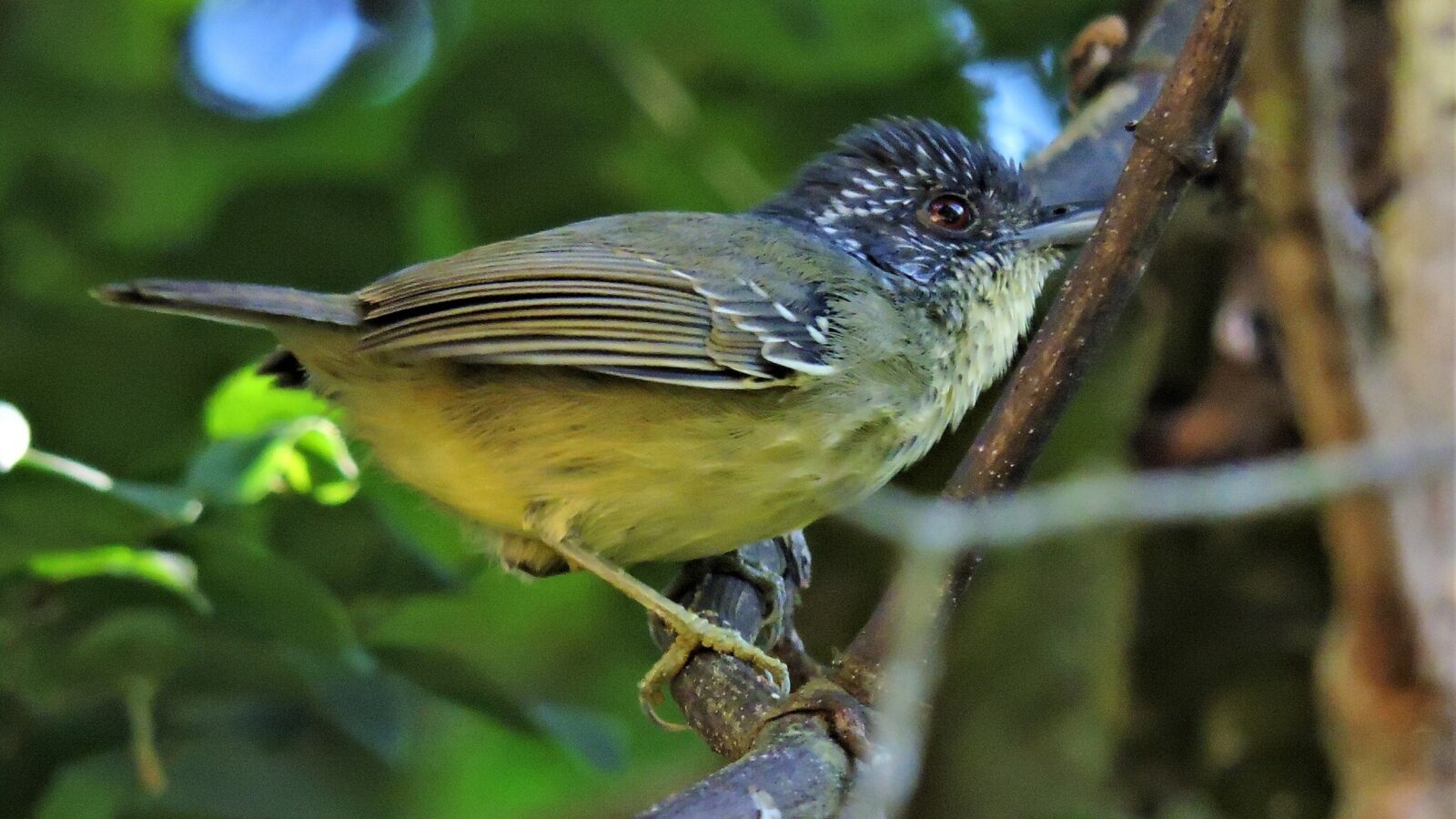 Spot-breasted Antvireo
