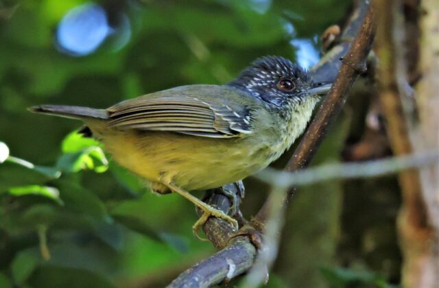 Spot-breasted Antvireo