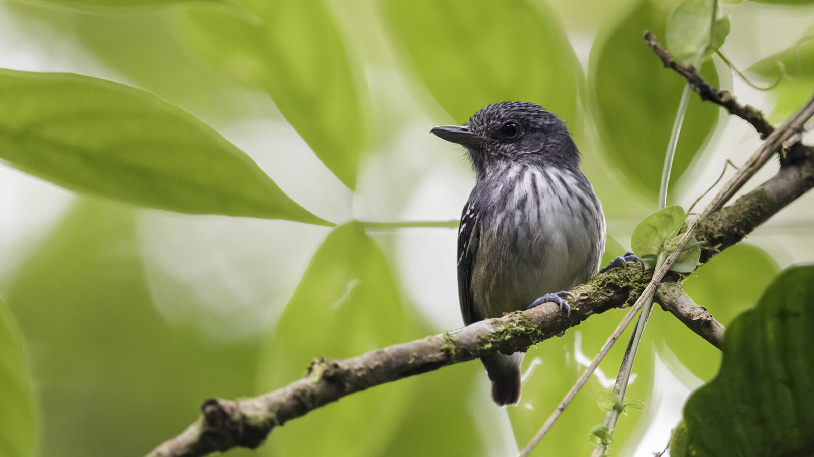 Streak-crowned Antvireo