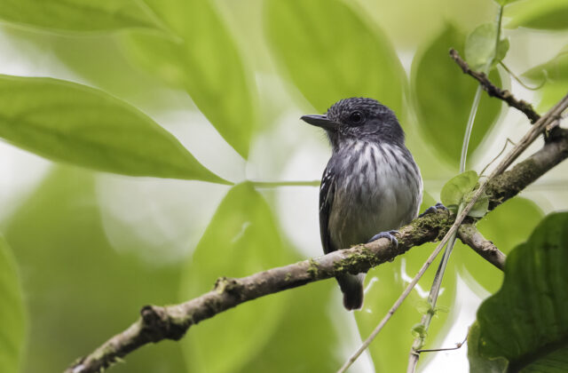 Streak-crowned Antvireo