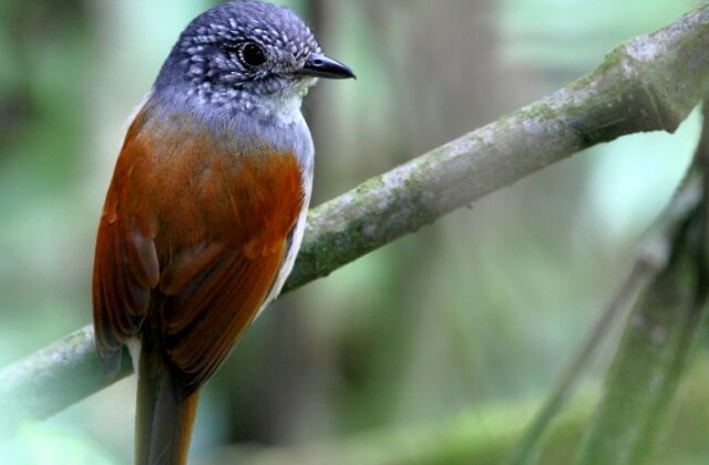 Rufous-backed Antvireo