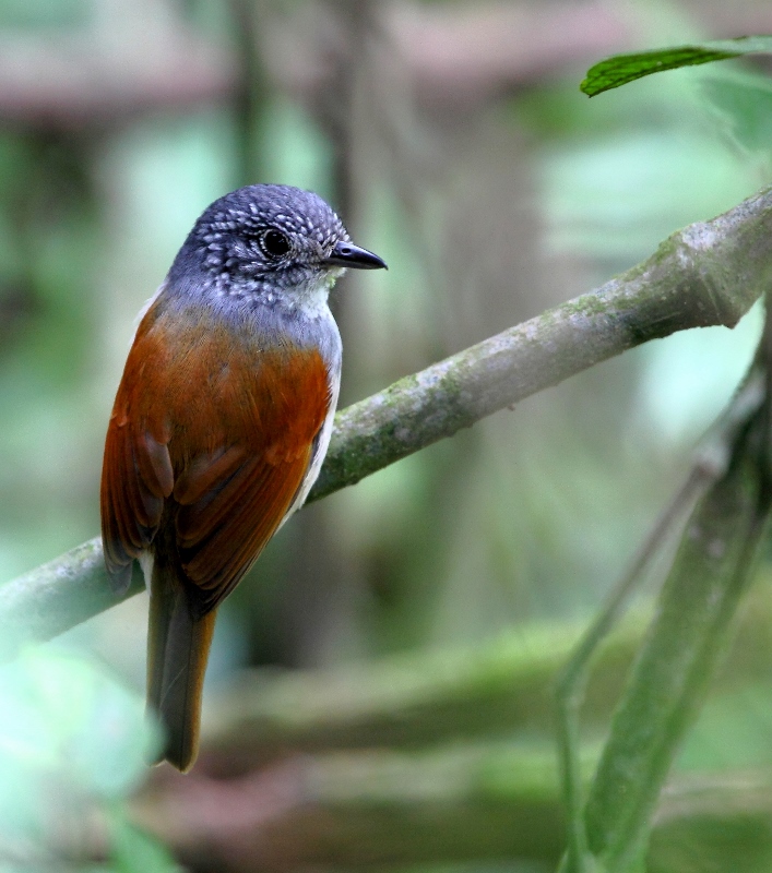 Rufous-backed Antvireo