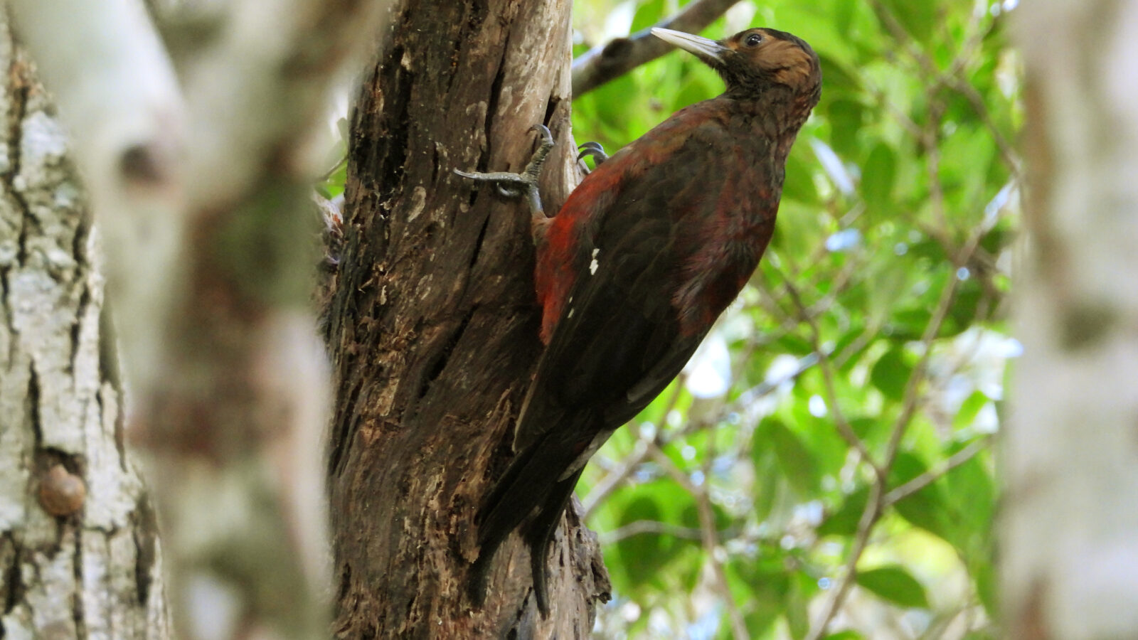 Okinawa Woodpecker
