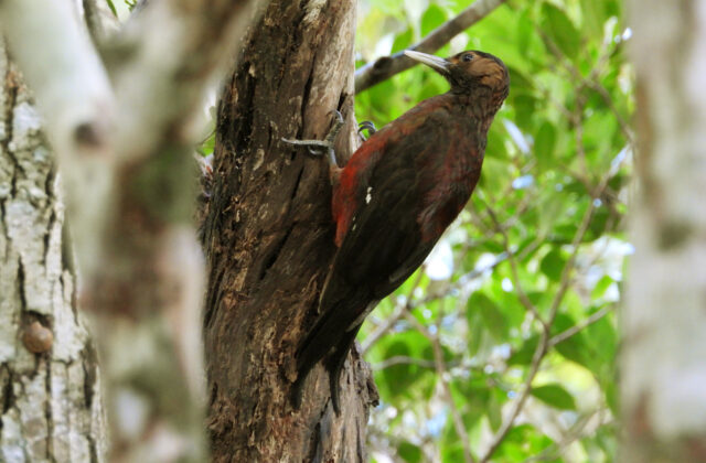 Okinawa Woodpecker