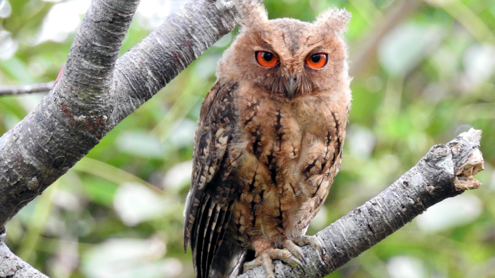 Japanese Scops Owl