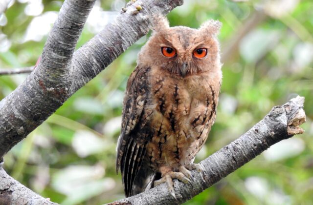 Japanese Scops Owl