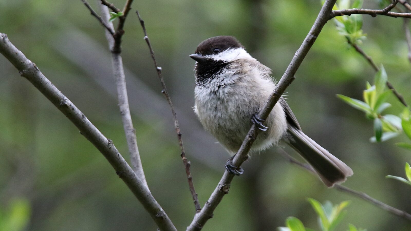 Sichuan Tit