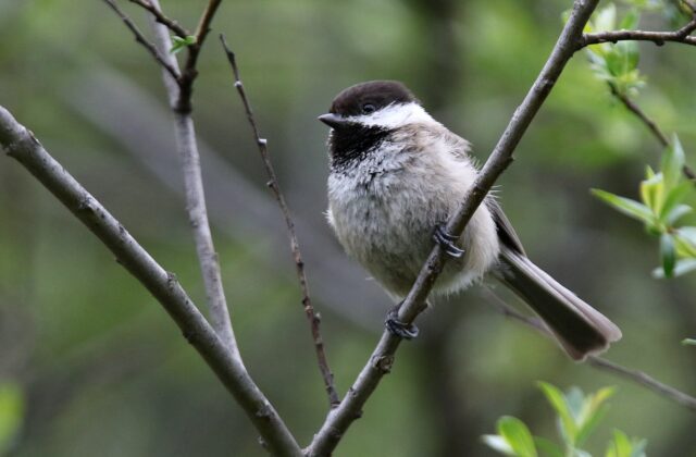 Sichuan Tit