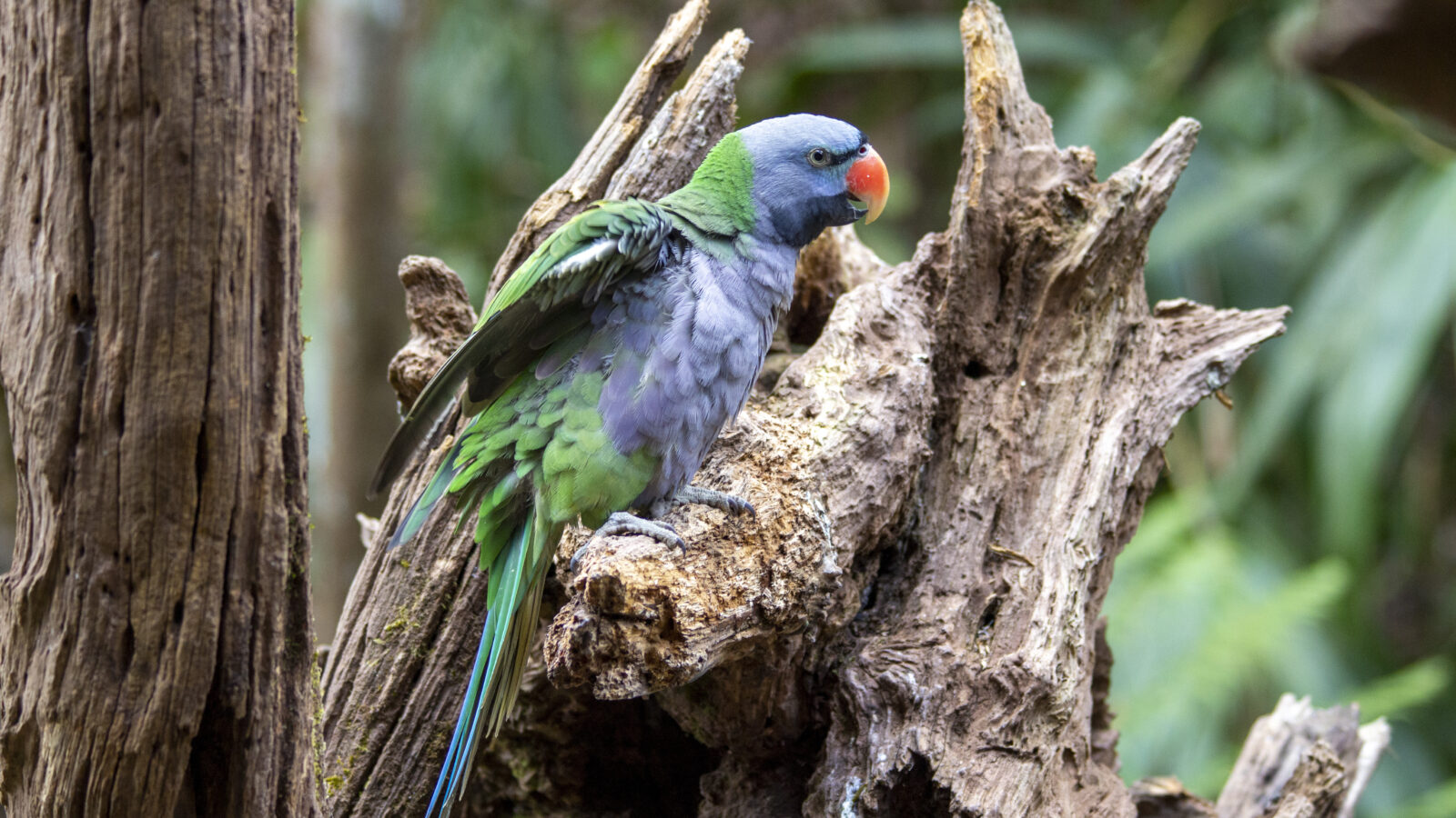 Lord Derby’s Parakeet