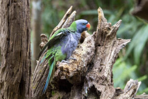 Lord Derby’s Parakeet