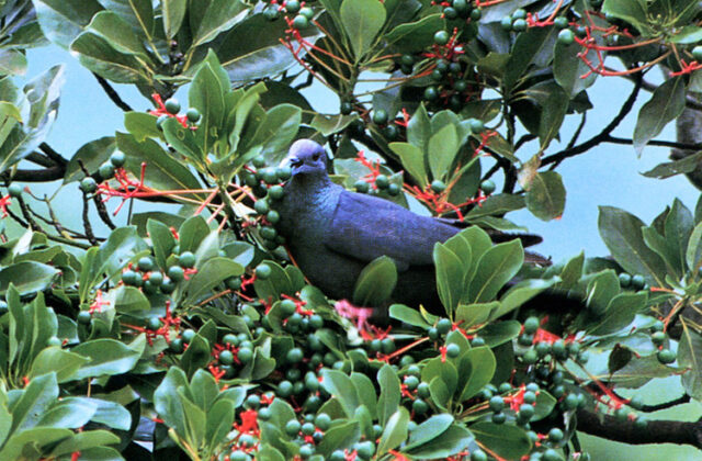 Black Wood Pigeon
