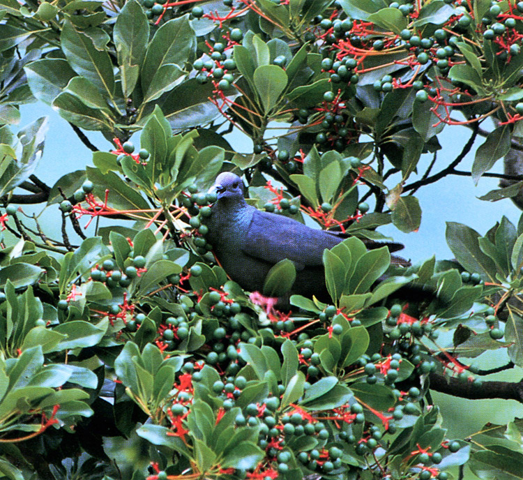 Black Wood Pigeon